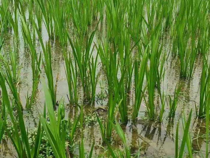 水生鸢尾 